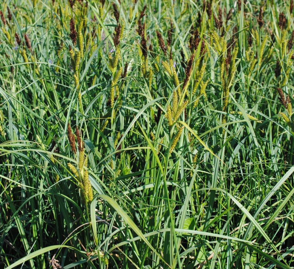 Carex?   S, Carex vesicaria da confermare